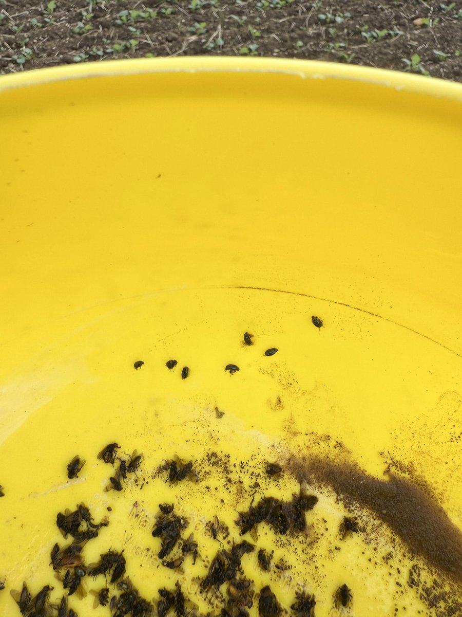 Groupe_ISSIPA's tweet image. 🚨Depuis quelques jours, les premières grosses altises font leur apparition dans les cuvettes installées dans les parcelles de colza.
La cuvette jaune reste le meilleur outil pour détecter à temps l’arrivée de ce ravageur. Restez vigilants et surveillez vos parcelles de près ! 🌱