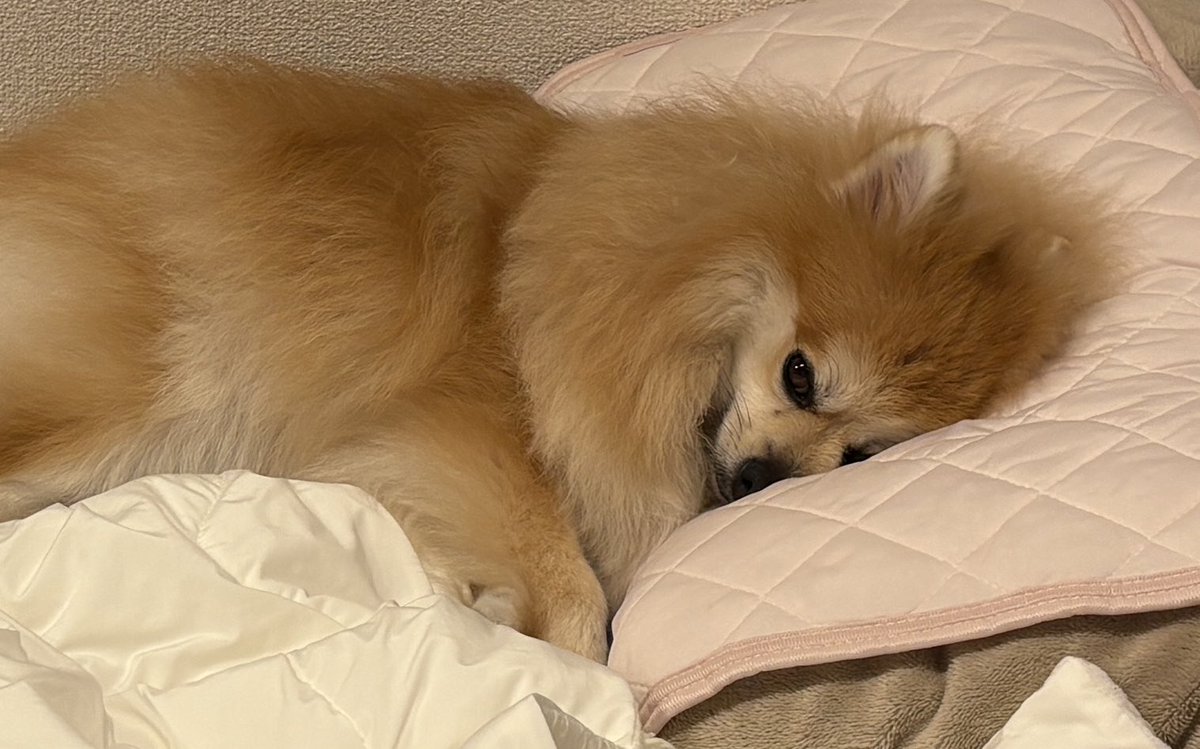 かわいいね 