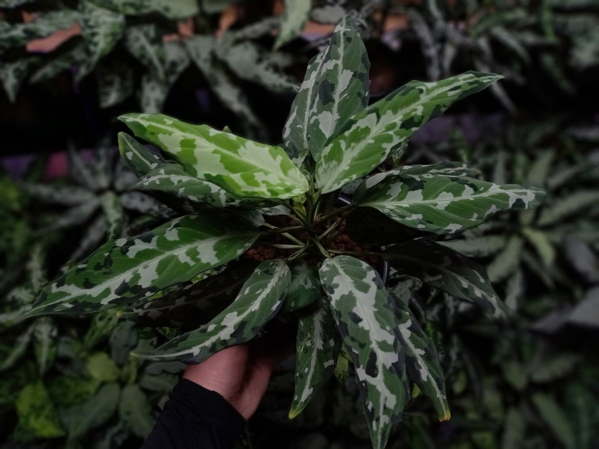 ｍ産地同士とｍ産地×Endorの良個体
レジェンドAD実生✨

とんぶりに子株1株ずつ持っていきます。