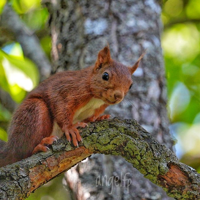 #ValledeTena 🌰🐿️