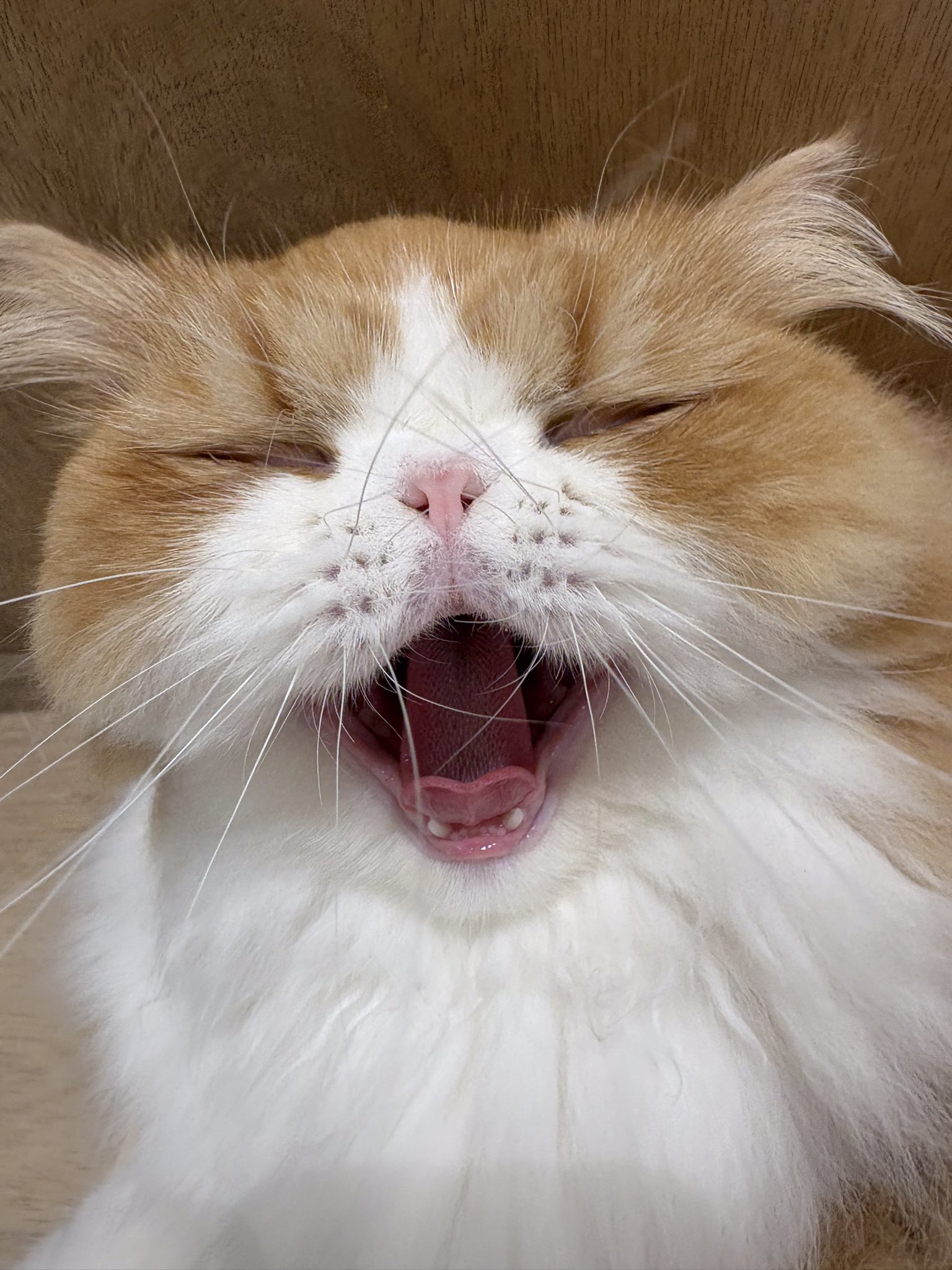 ☆透かしクマさんが綺麗Cafe猫ちゃんチャーム☆A ☆透かしクマさん