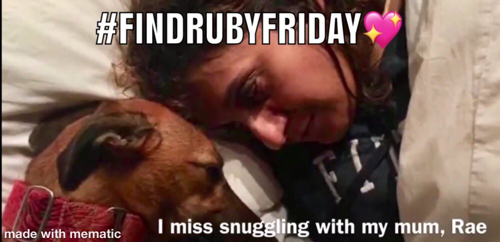 MissingPetsGB's tweet image. Some people are unbelievably cruel😢

A lot people though are absolutely selfless &amp;amp; kind &amp;amp; generous.

Be a good person #FindRubyFriday

We&apos;re talking to whoever knows what happened to Ruby &amp;amp; where she is. Please get in touch asap. End this heartbreak
Ruby could be anywhere in #UK
