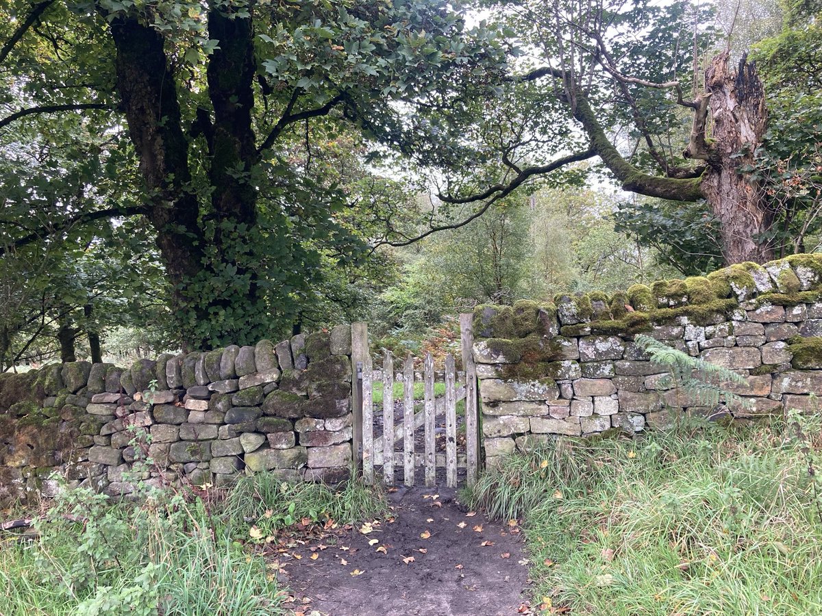 doristhehat tweet media