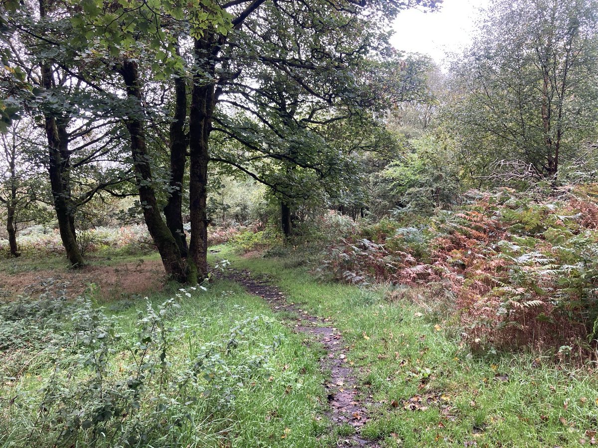 doristhehat tweet media