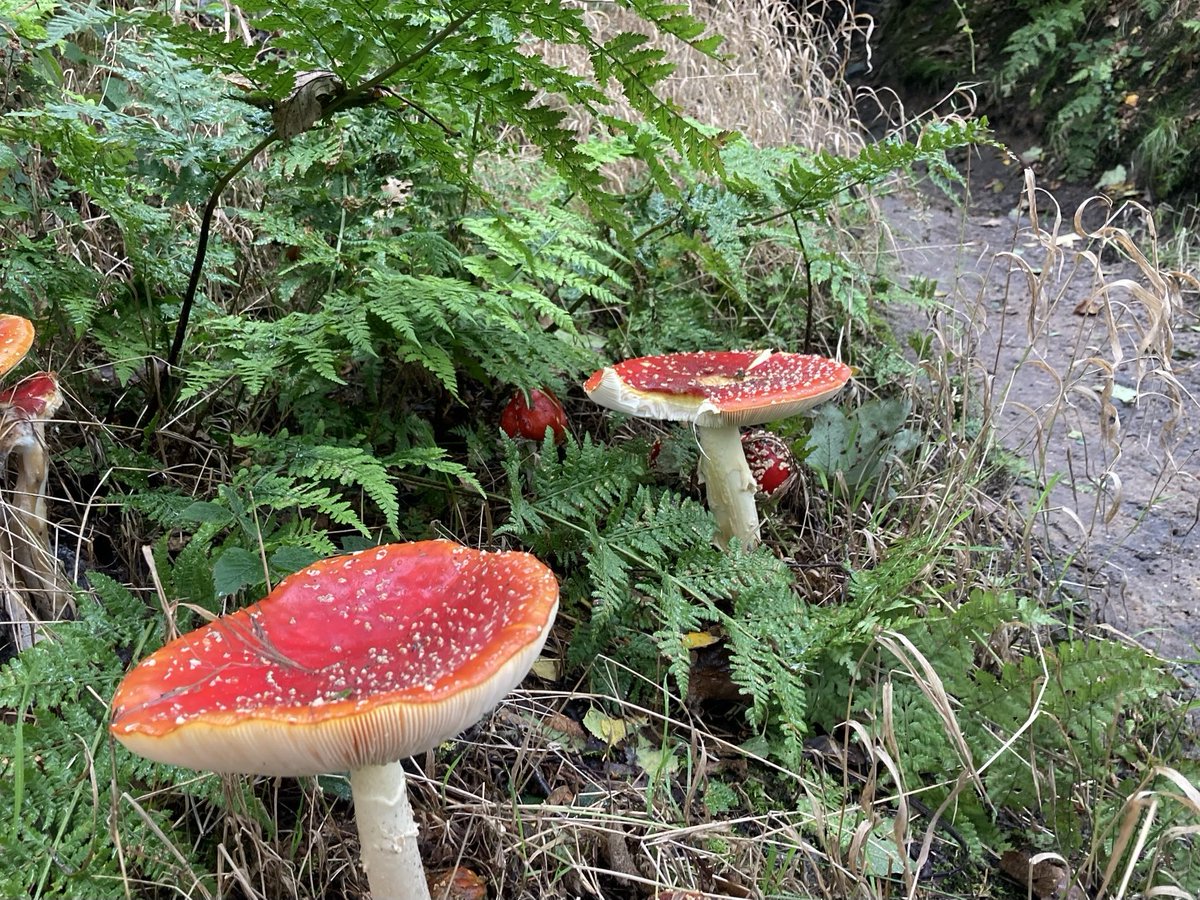 doristhehat tweet media