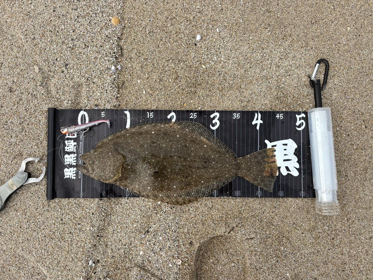 バズボーン ✖️ ローカル　反りとんぼ　バッチ付き Amazon.co.jp: バズボーン ローカル 反りとんぼ バッチ付き