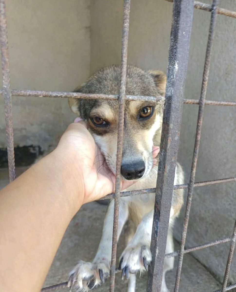 Aprire un Asilo per Cani: Come Fare e Costi [Guida], image size:969x1200