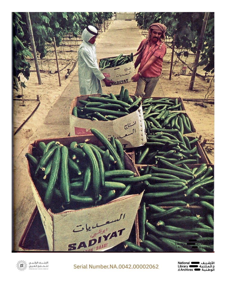 AeAgda's tweet image. Cucumber in the agricultural greenhouse on Saadiyat Island, Emirate of Abu Dhabi.

Dr. Merle Jensen © National Library and Archives

please visit the online exhibitions at AGDA.ae.
#NationalLibraryandArchives #AGDA  #Saadiyat #nlauae