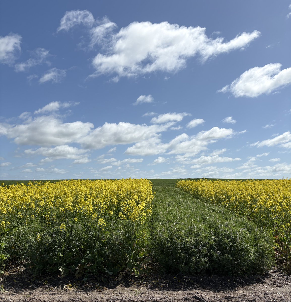Back in July I posed the question 🤔

Can we intercrop canola with legumes in WA?

From the poll, 28% people were interested in seeing field trials. 

This year I am running a field trial in Goomalling. Excited to see how it yields! 

<a href="/WAAgCollab/">WA Agricultural Research Collaboration</a>, <a href="/AHRI_Team/">AHRI</a>, <a href="/CSIRO/">CSIRO</a>, <a href="/SAgE_UWA/">UWA SAgE</a>
