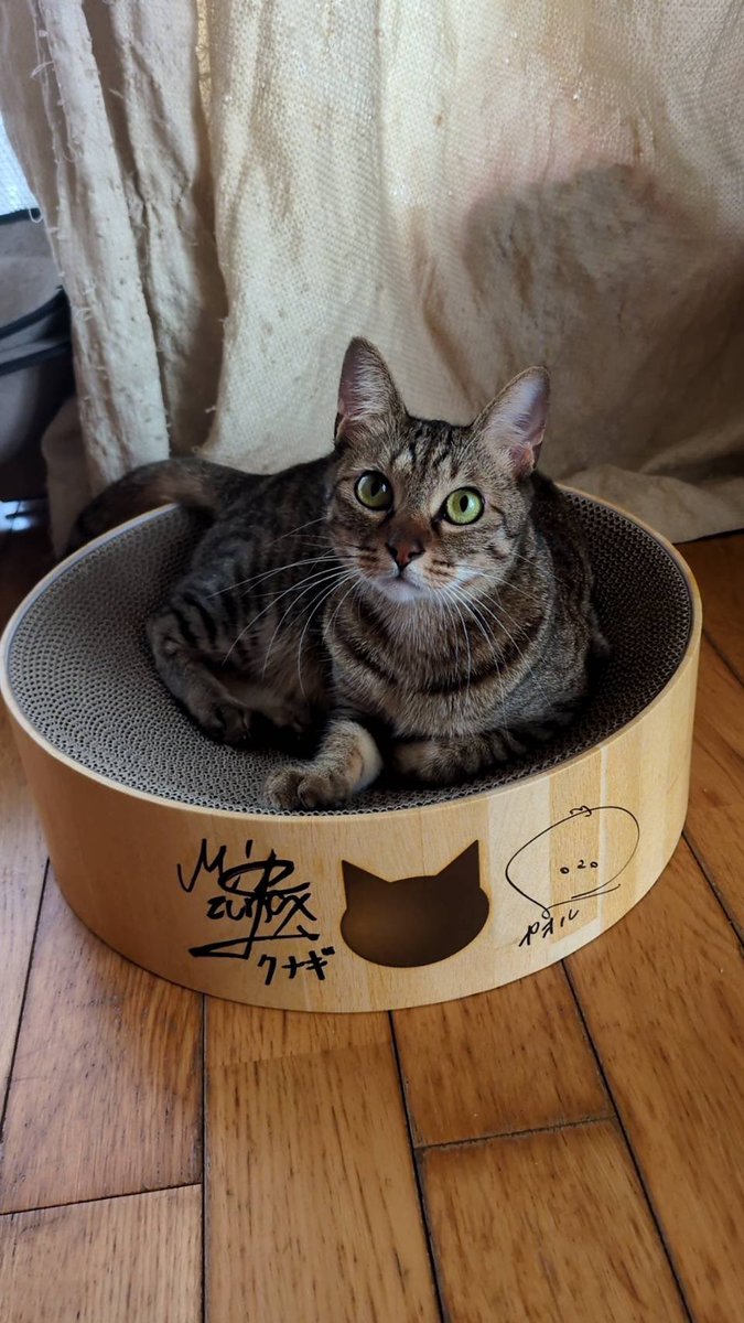 オーダー受付☆猫ちゃん シフォン、ライム向け衣装】猫お化けフード(Neko Obake Hoodie