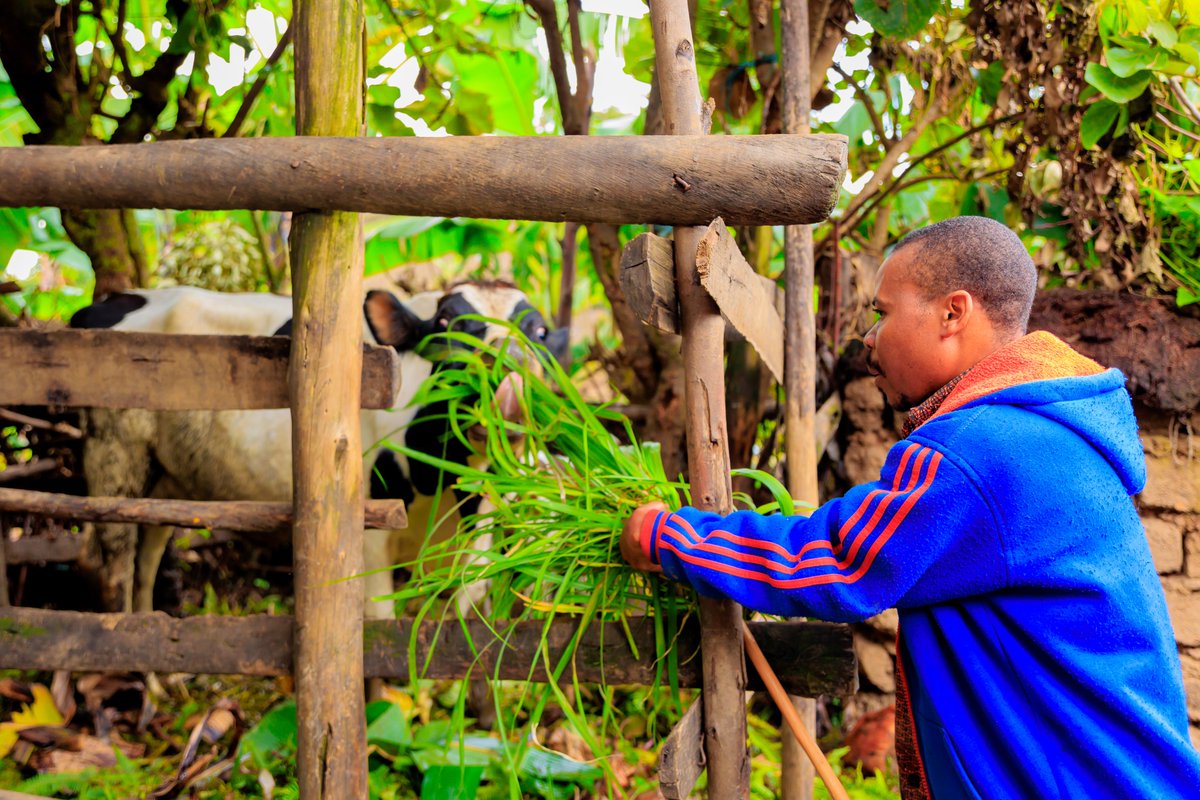 Women and people with disabilities in our partner communities praise the significant progress they have made through the Facilitated Collective Action Process (FCAP). The model enabled them to drive their own development, resulting in lasting outcomes.
en.igihe.com/news/article/h…