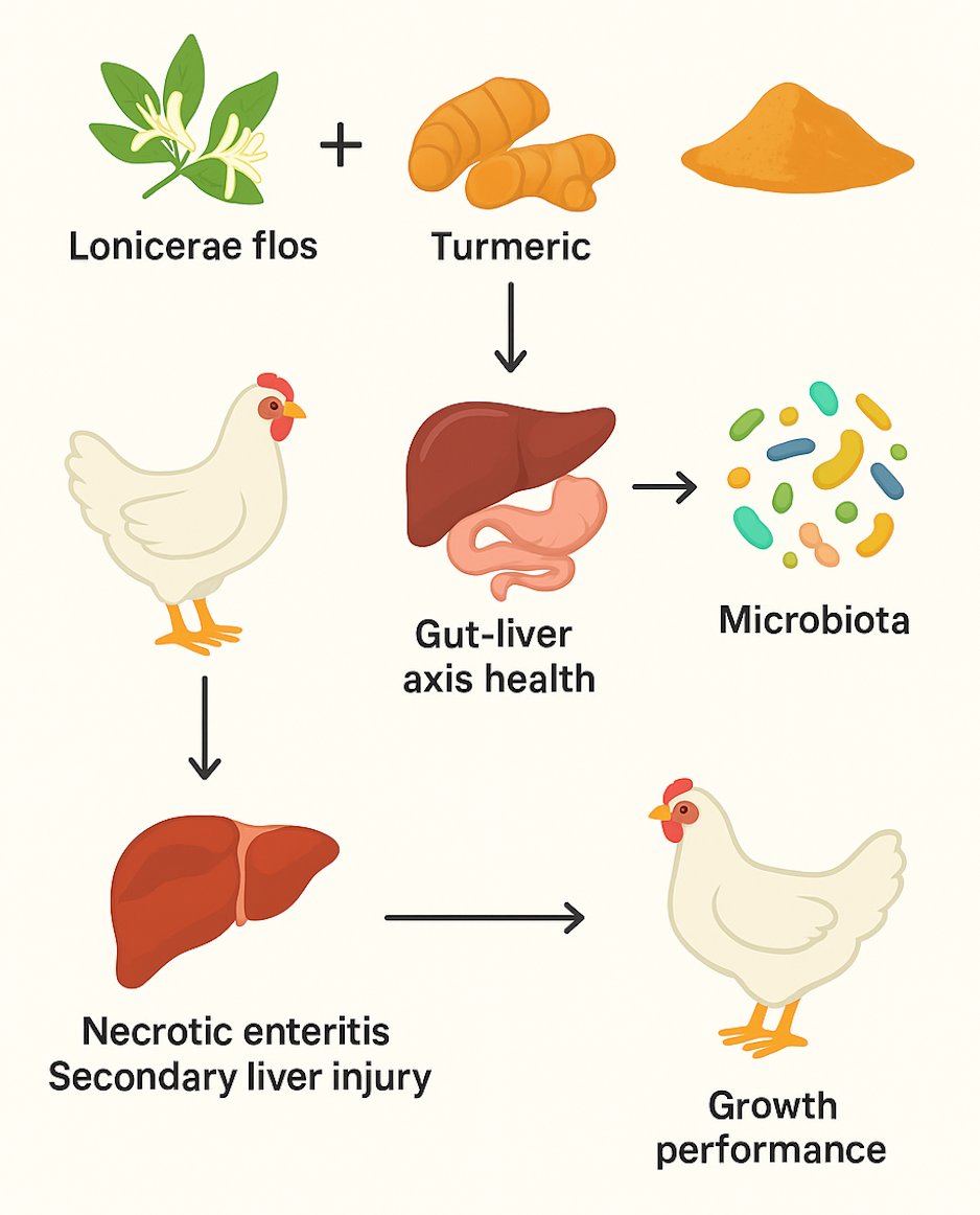 🌿A new study published in #JASB shows that Lonicerae flos &amp; turmeric extracts alleviate necrotic enteritis and secondary liver injury in broilers by improving gut-liver axis health, microbiota, and growth performance. #AnimalHealth #Microbiota
jasbsci.biomedcentral.com/articles/10.11…