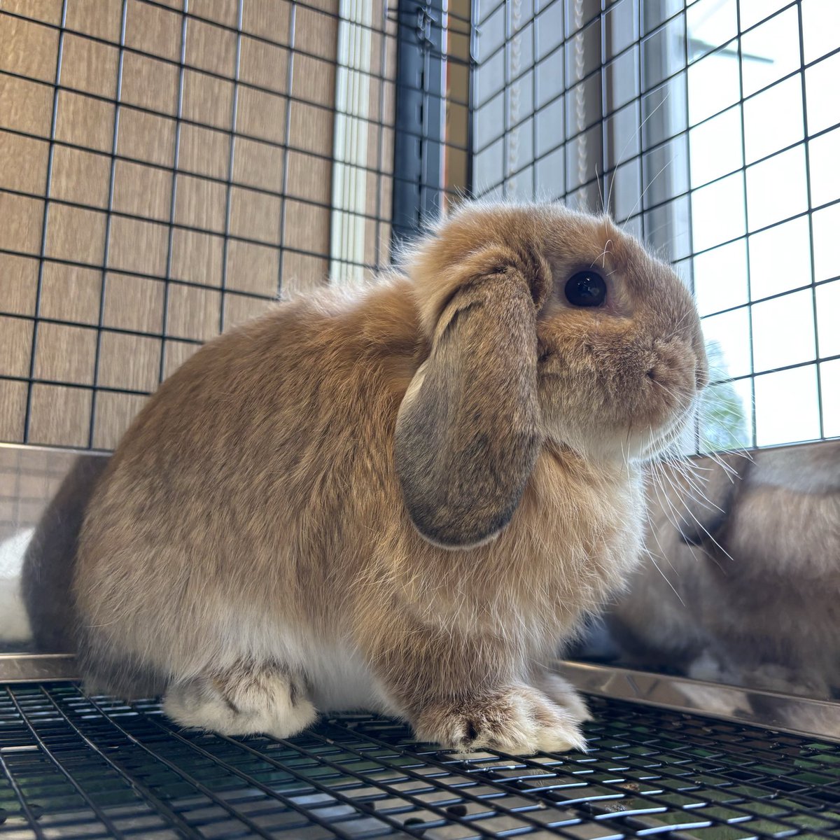ばん様 オーダーオルゴナイト ウサギさん ♡オーダー制♡どんぐり 猫 うさぎ くま シマエナガ ハー
