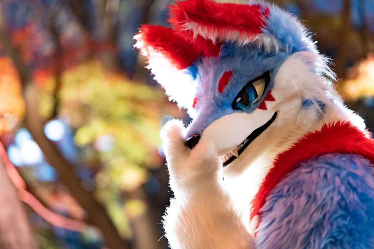 #FursuitFriday #あめふらしおおかみ
 #犬工房 #こいと写真館