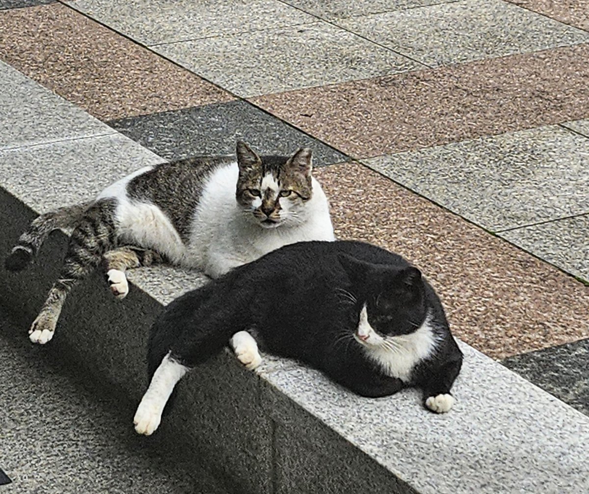 자세가 똑같은 냥이들 ㅎ