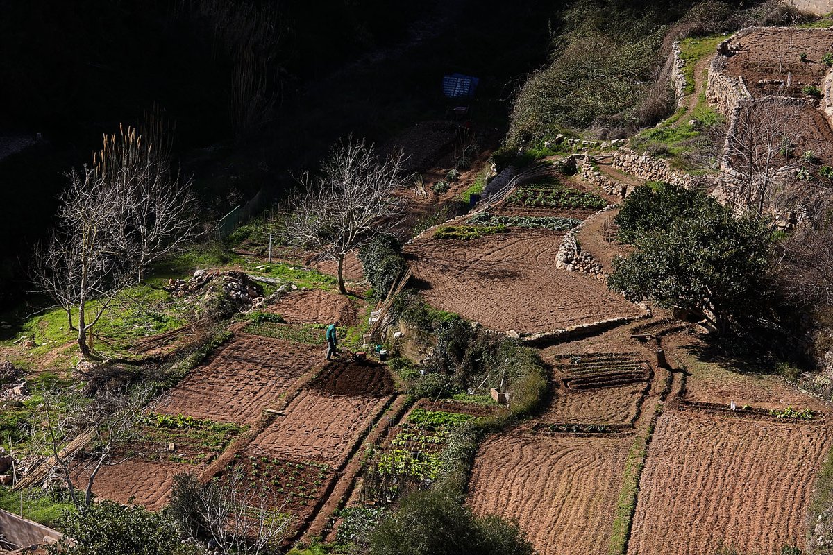 🏘️Als pobles de l'interior del Baix Camp, com es veu en aquesta foto de Pratdip,  hi trobem els tradicionals horts on els vilatans conreen productes per a consum propi 🌱

🍒Els bancals, amorosament treballats, es distribueixen adaptant-se al terreny i creant boniques estampes.