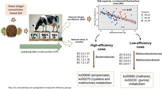 🐄An article published in #JASB shows reducing dietary crude protein for dairy cows boosts nitrogen-use-efficiency and cuts urine N excretion without disrupting the rumen microbiome.
#SustainableAg #NitrogenEfficiency #RuminantNutrition
jasbsci.biomedcentral.com/articles/10.11…