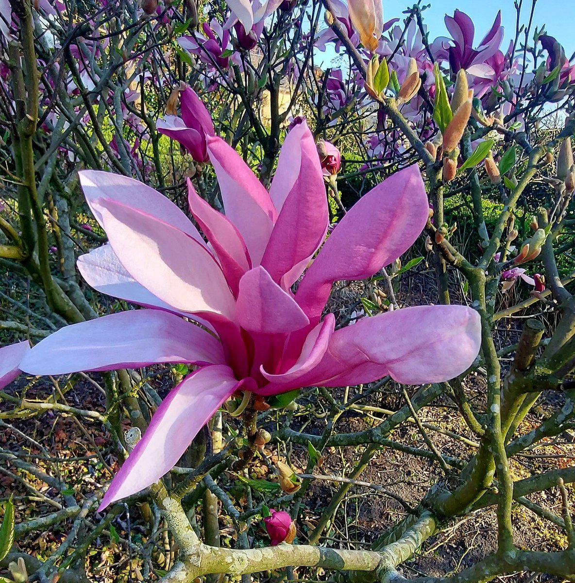 It´s a beautiful day,  it's a beautiful flower
#pink #love #flowers