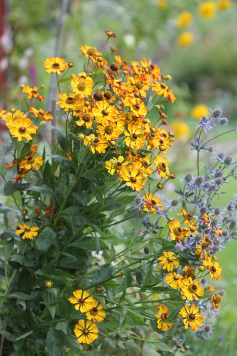 Autumn vibes in my garden with #Helenium and #Eryngium. Have a nice Friday🧡🍂

#FlowersOnFriday #FlowersOnX  #gardening #mygarden #gardenersworld