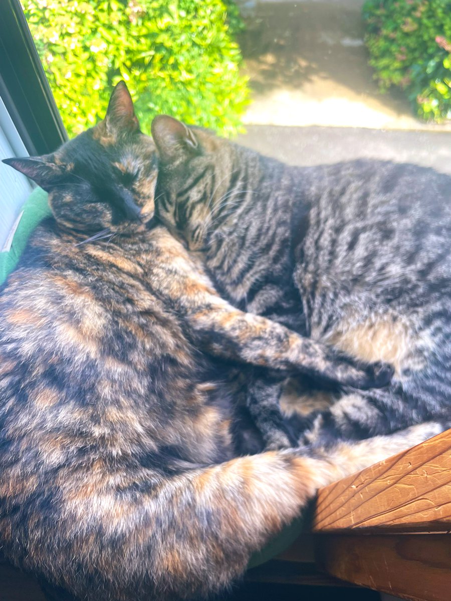 今朝明け方、タオルケット3枚で
この子たちがいなかったら寒かった。もう1〜2℃下がって、10℃くらいになったら掛け布団(軽いやつ)の出番ですね。
気温のせいにしてますが、布団で一緒に寝たいから
夏同様に窓を開けているのは内緒。