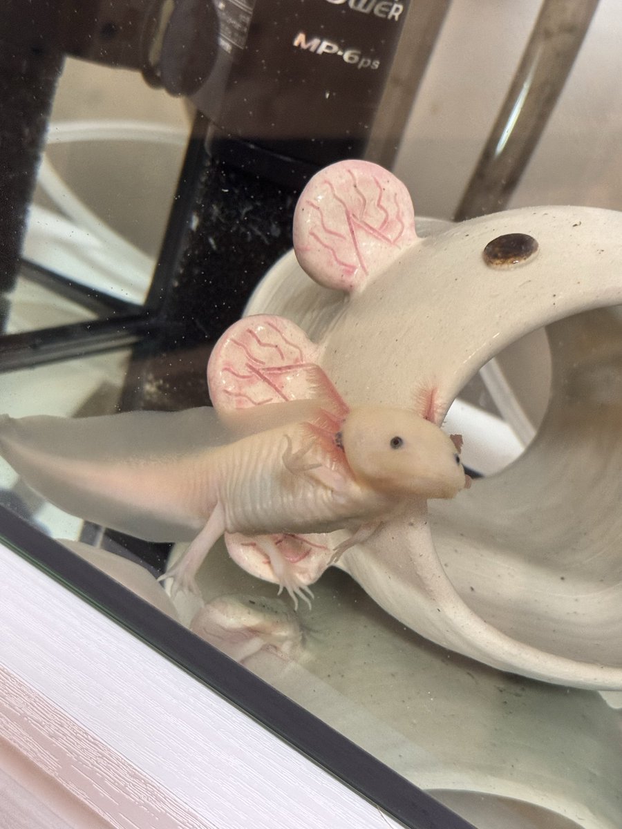 ←ｶｲﾇｼ「ご飯食べる？」
→もやし「はい！✋」