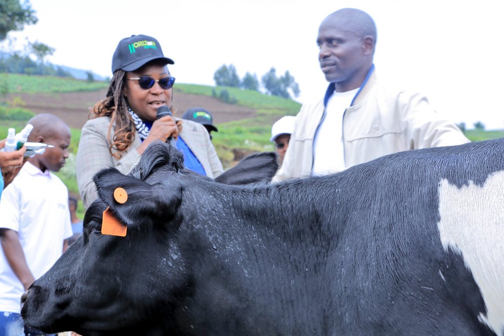 ENERGY888FM's tweet photo. Mu birori ngarukamwaka byo gushimira abahinzi b’ibireti bo mu ntara y’Iburengerazuba mu turere twa @NyabihuDistrict na @RubavuDistrict byabereye mu murenge wa Kabatwa,  abahinzi bashimiwe uburyo bongereye umusaruro mu bwiza no mu bwinshi.

Iki gikorwa gitegurwa n'Ikigo cya HORIZON SOPYRWA Ltd gishinzwe guteza imbere ubuhinzi bw’ibireti mu Rwanda, abahinzi b’ibireti babaye indashyikirwa mu kugemura umusaruro mwinshi kandi mwiza bahawe ibihembo bitandukanye birimo kuremerwa inka, Matola, shitingi zo kwanikaho ibireti, bote n'ibindi.

Banishimiye uburyo ubuhinzi bwabyo bukomeje kugira uruhare rufatika mu iterambere ryabo, bakaba bafite intego yo kongera ubuso babihingaho, kugira ngo iryo terambere rirusheho kwihuta.

@SopyrwaLtd isanzwe inafite uruganda rutunganya ibireti, bikorwamo imiti yifashishwa mu kwica udukoko n'ibindi ni yo ifasha abahinzi mu kubaba hafi ibaha ubujyanama mu by’ubuhinzi bwabyo no kubagezaho ibikenewe byose, mu gutuma umusaruro wiyongera, akaba ari nayo ibagurira umusaruro.
@Agropyltd @RwandaWest