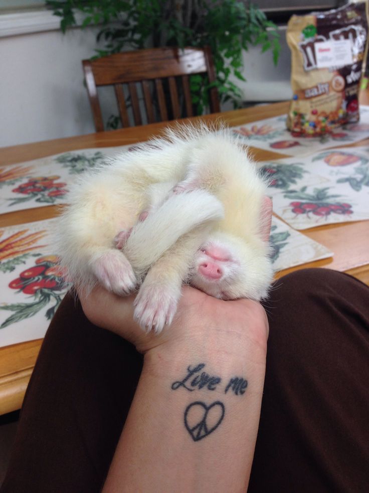 Ferret Every Hour (@ferretperhour) on Twitter photo 