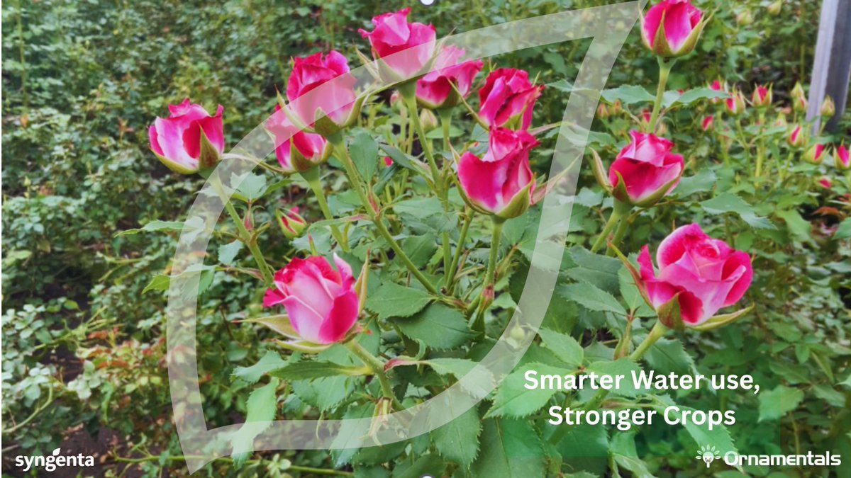 Climate change is real. 
TALETE™ helps farmers adapt by improving water-use efficiency at plant level, resilience built from within. 
#WaterEfficiency #EveryFlowerCounts
