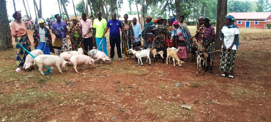 On Thursday, September 18, 2025, <a href="/Duhamic1/">DUHAMIC-ADRI</a> and <a href="/trocaire/">Trócaire</a>, through the CJC Programme, launched the distribution of small livestock to vulnerable families in <a href="/GisagaraDistr/">Gisagara District</a>.

Under this initiative, 754 pigs and 784 goats will be provided to support project participants in