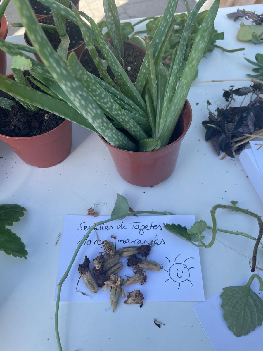 jmd_usera's tweet image. 📸Así de animada estuvo la jornada de intercambio  de esquejes, celebrada en la explanada de la @jmd_usera 
#Useraescucha
#UnidadesDistritalesColaboración
#Participación
🌱🪴🪴🌱