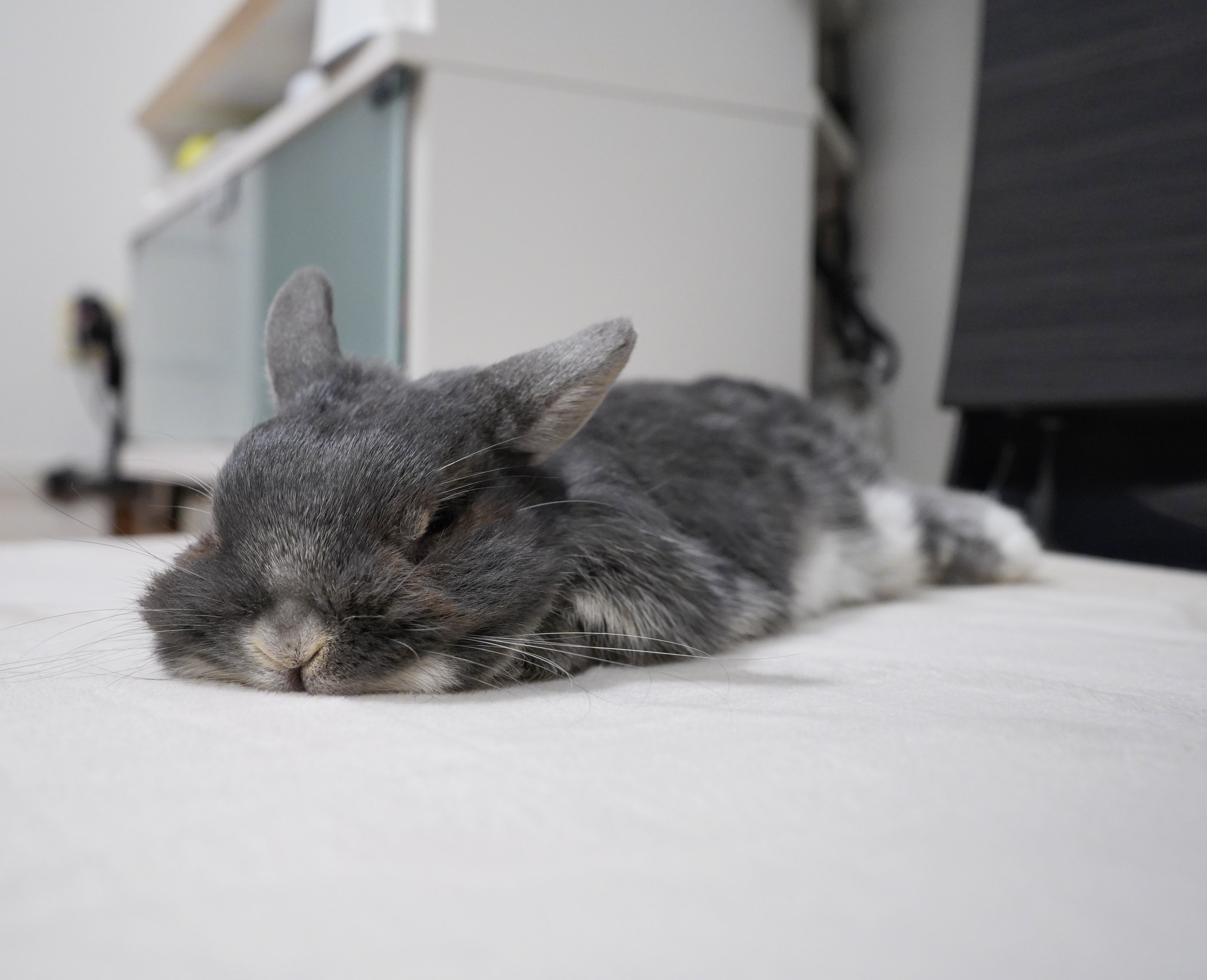 うさぎさん kenny on X: 