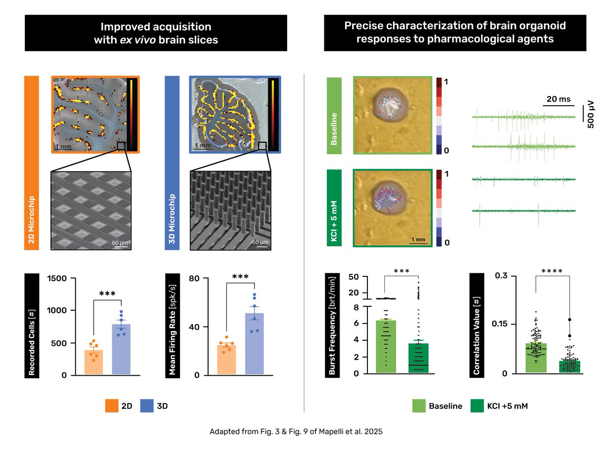 The future of neuroscience is not just high-density. It’s three-dimensional.  

Did you ever think you could capture the full activity of brain slices and organoids as clear as it happens in the tissue itself? This breakthrough is now reality thanks to CorePlate™ enabled 3D