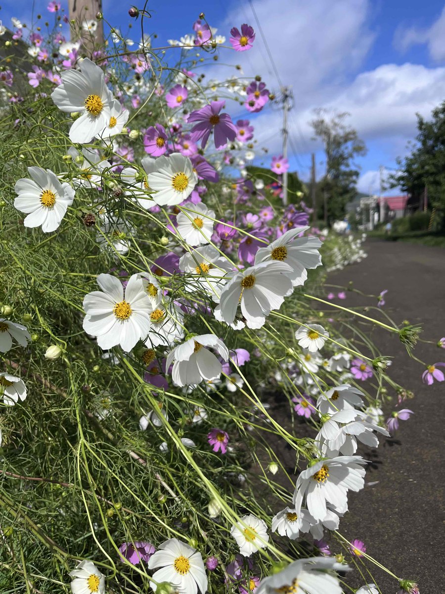 のこのこ。紫陽花リクエスト７点 のこのこ。紫陽花リクエスト7点 のこのこ。紫陽花リクエスト7点