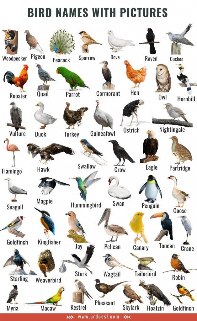 Birds name