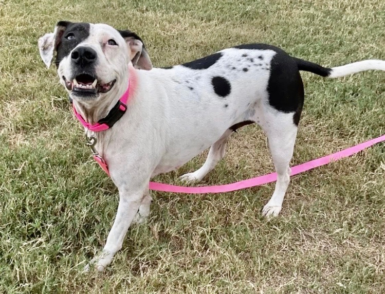 OlwynHope's tweet photo. DORA #A382922 an 8yo ISN'T OLD her owner thought so, and took her TBK #CorpusChristi Tx 9/22 💉🙏 #PLEDGE to attract a #RESCUE #ADOPT #FOSTER DORA is smart, loving, stunning loves 🐕 &amp; 👨‍👩‍👧‍👦 &amp; SO very ADORABLE how could anyone want to take beautiful DORA’S life 🙏plz SUPPORT HER 🙏 https://t.co/eVwOJkPCKr