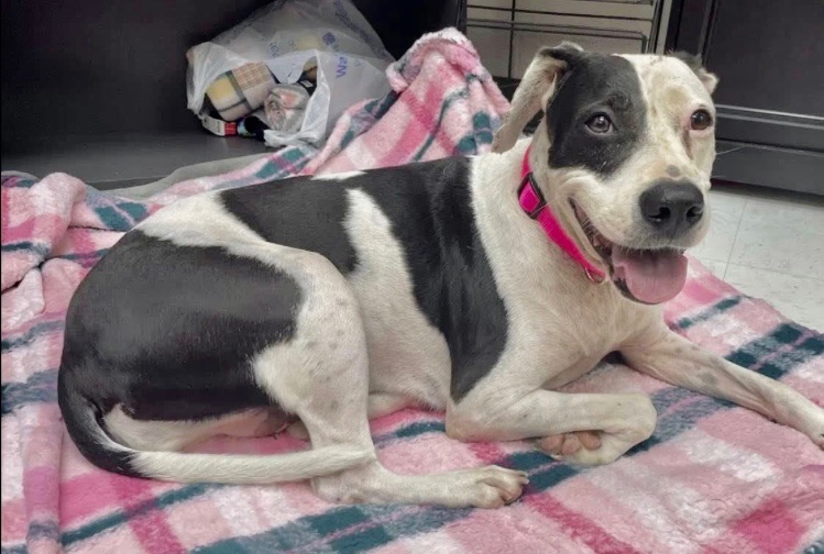 OlwynHope's tweet photo. DORA #A382922 an 8yo ISN'T OLD her owner thought so, and took her TBK #CorpusChristi Tx 9/22 💉🙏 #PLEDGE to attract a #RESCUE #ADOPT #FOSTER DORA is smart, loving, stunning loves 🐕 &amp; 👨‍👩‍👧‍👦 &amp; SO very ADORABLE how could anyone want to take beautiful DORA’S life 🙏plz SUPPORT HER 🙏 https://t.co/eVwOJkPCKr
