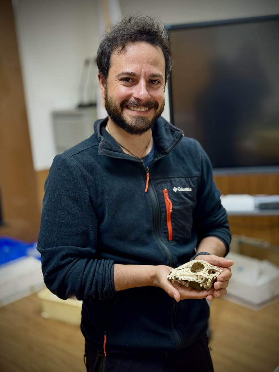 AAlechiarenza's tweet image. With a pristine skull, tiny phalanges, gastroliths, &amp;amp; an articulated tail, Zavacephale is the oldest &amp;amp; most complete pachycephalosaur ever found #fossilfriday I had the pleasure of photographing it last week, what a beauty! Read about it here: nature.com/articles/s4158…