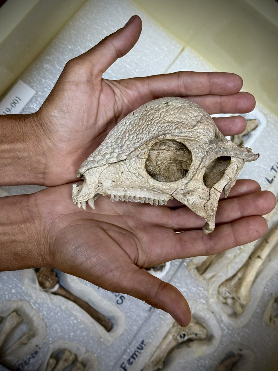 AAlechiarenza's tweet image. With a pristine skull, tiny phalanges, gastroliths, &amp;amp; an articulated tail, Zavacephale is the oldest &amp;amp; most complete pachycephalosaur ever found #fossilfriday I had the pleasure of photographing it last week, what a beauty! Read about it here: nature.com/articles/s4158…
