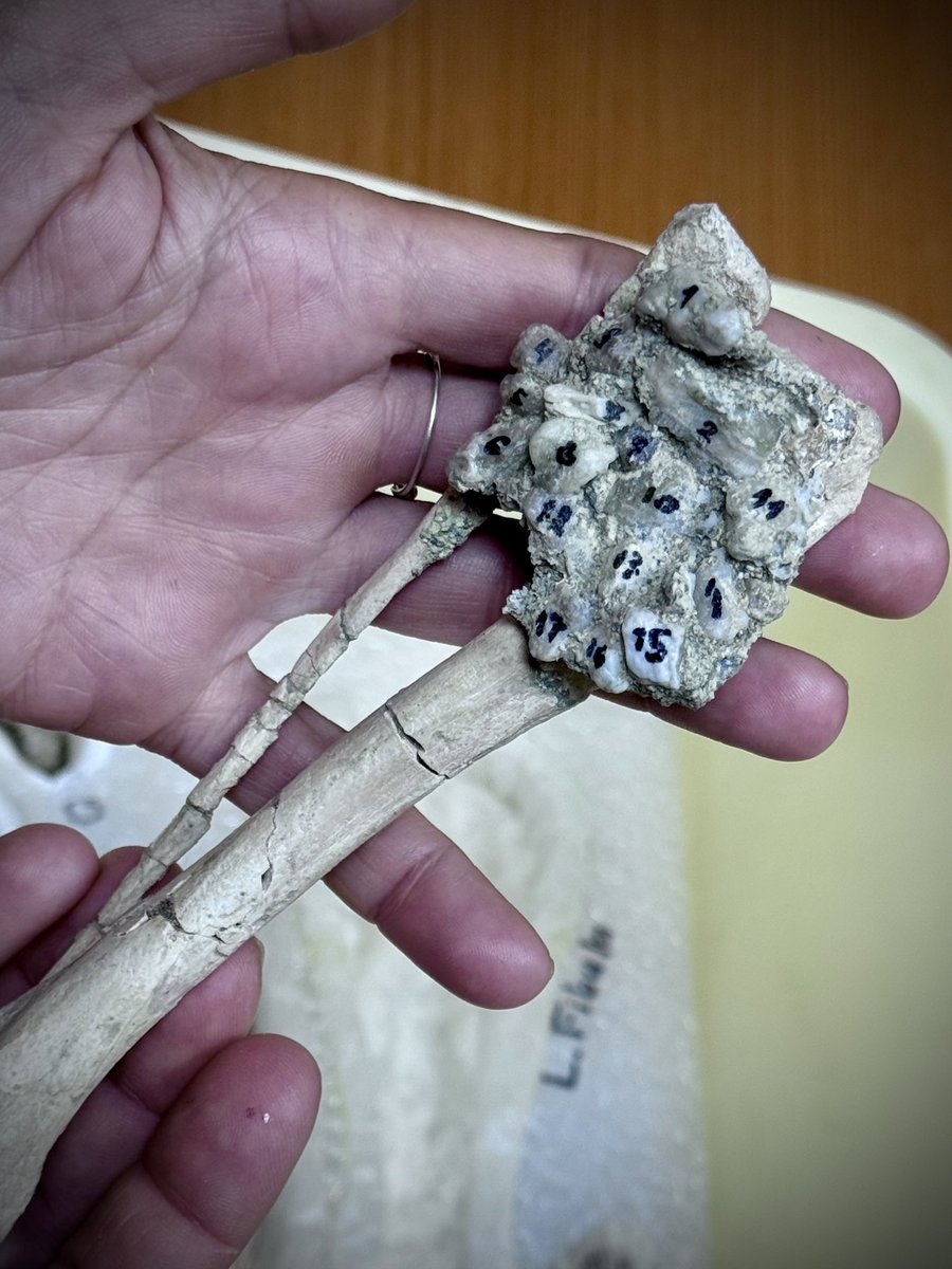 AAlechiarenza's tweet image. With a pristine skull, tiny phalanges, gastroliths, &amp;amp; an articulated tail, Zavacephale is the oldest &amp;amp; most complete pachycephalosaur ever found #fossilfriday I had the pleasure of photographing it last week, what a beauty! Read about it here: nature.com/articles/s4158…