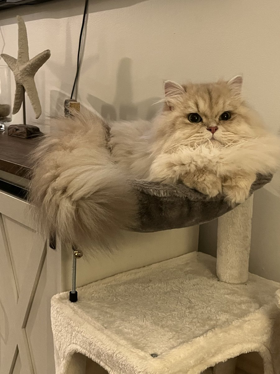 Trupanion has been a lifeline for us. Knowing that bobo is covered gives us peace of mind 24/7. Click on my referral link to learn more about protecting your pet with Trupanion: refer.trupanion.com/bryanm-1560 #truFame #contest #BritishLonghair #CuteCatClub #PurrLife