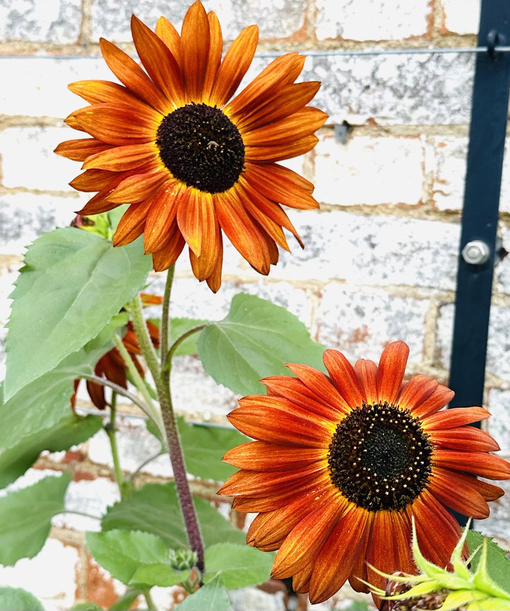 SkylarkArtist's tweet image. Good morning Sunflowers…
#GoodMorning #Sunflowers 
🧡🧡🧡
