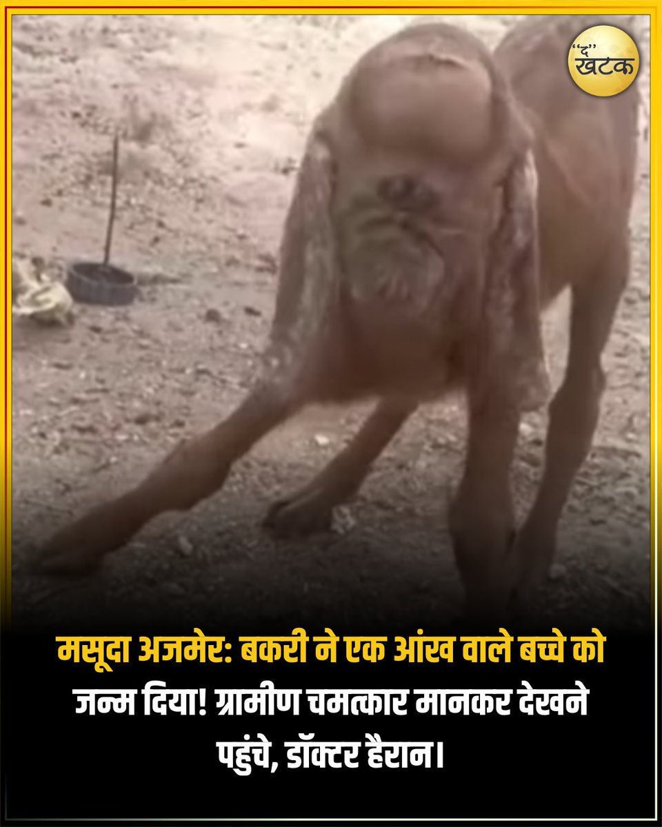 TheKhatak's tweet photo. मसूदा अजमेर: बकरी ने एक आंख वाले बच्चे को जन्म दिया! ग्रामीण चमत्कार मानकर देखने पहुंचे, डॉक्टर हैरान।
#OneEyedGoat #AjmerMasuda #RajasthanNews #SarniyaGoat https://t.co/qJfBhP6v6X