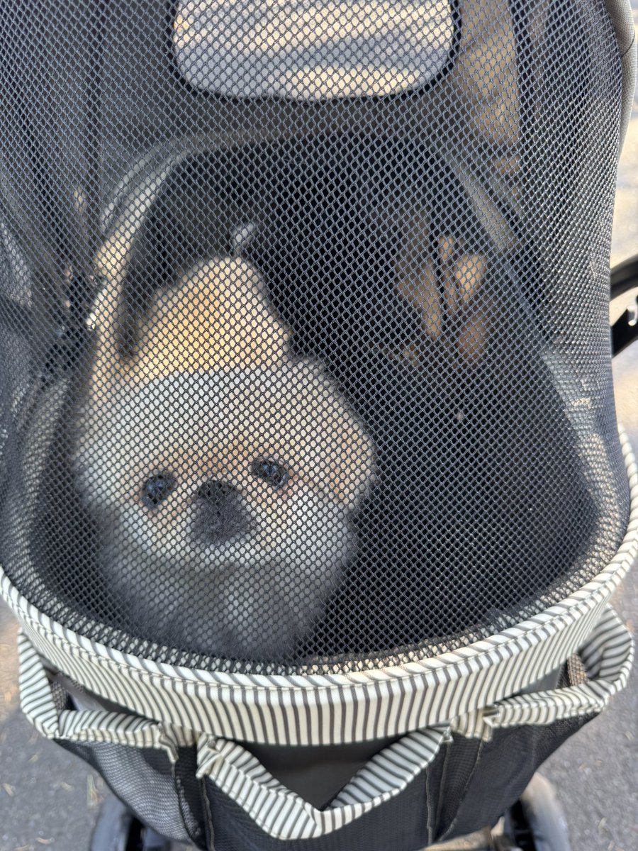 ぺこたんとエメ tweet media