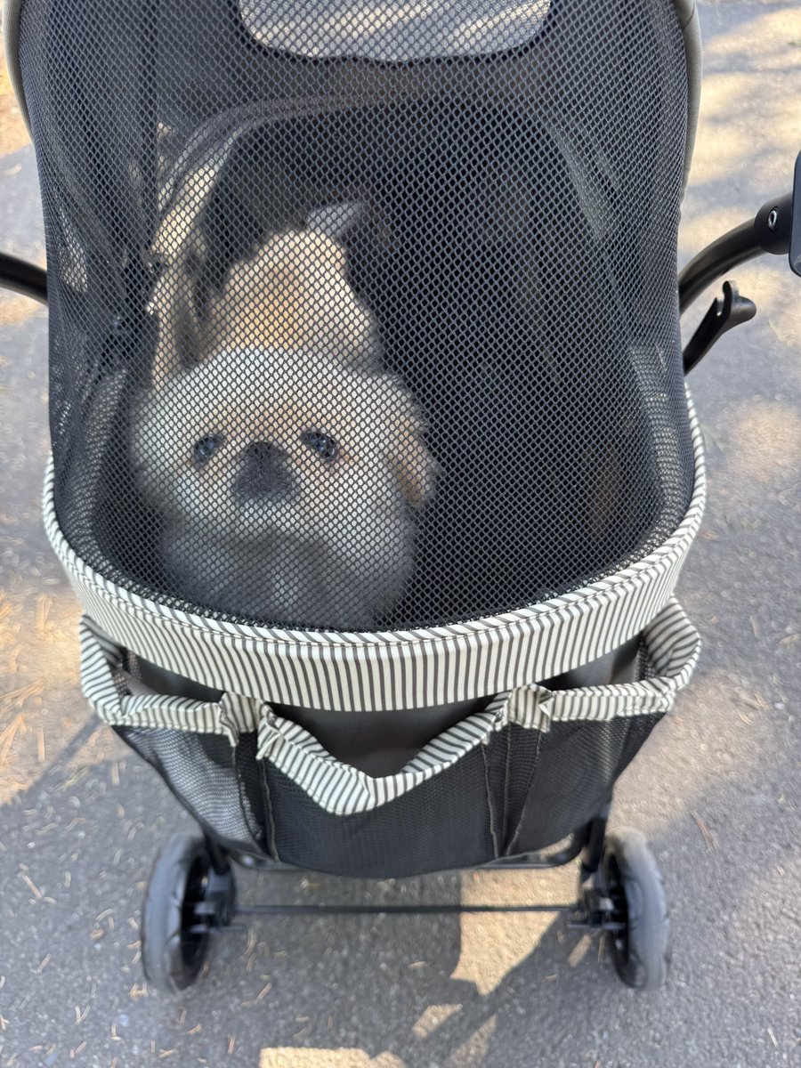 ぺこたんとエメ tweet media