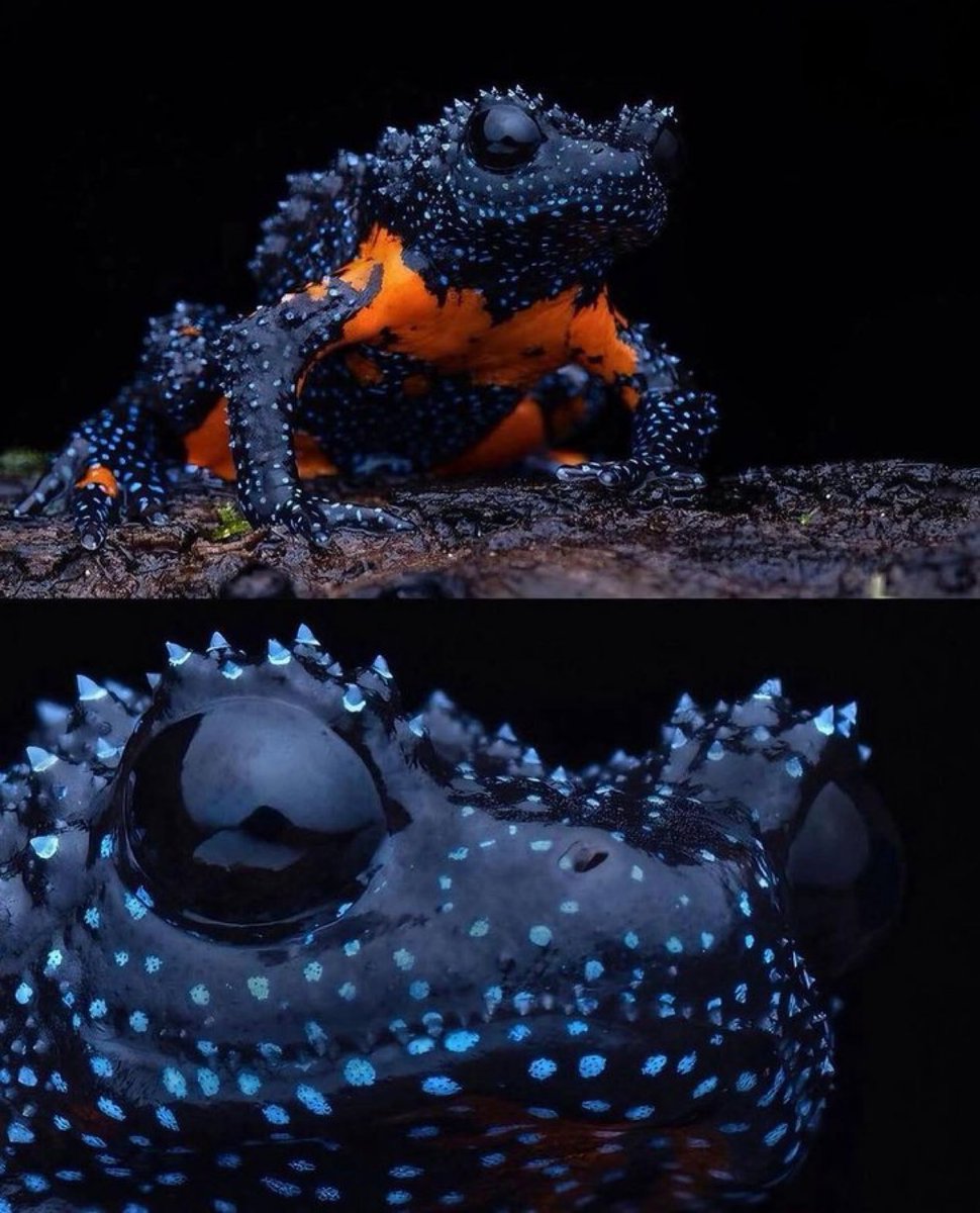 sciencegirl's tweet photo. The galaxy frog https://t.co/X39gn31qow