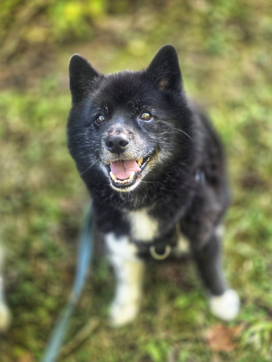 WalkinDogwalk's tweet photo. Riggs has his #FriYAY smile on - bring on the weekend!
ππΎβ€οΈπΆππΎβ€οΈ
#pomskylove #pomsky #smilingdogs #walkinthedog #walkinthedoginwhitby https://t.co/k8IGiIcAEN