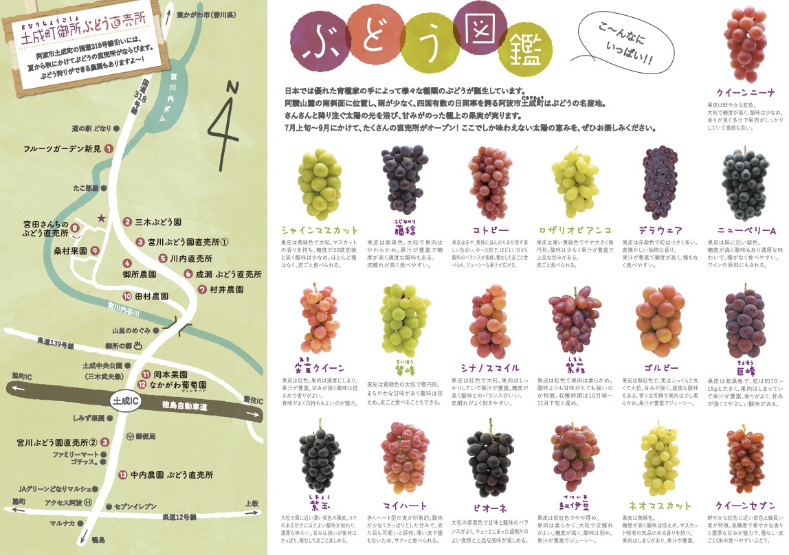 awa_kan's tweet photo. 阿波市のぶどう、まだまだ旬です🍇✨
これからがさらにおいしい季節！
今だけの味をぜひ😊
＃徳島県 #阿波市 #ぶどう https://t.co/Zo0xWzJkjw