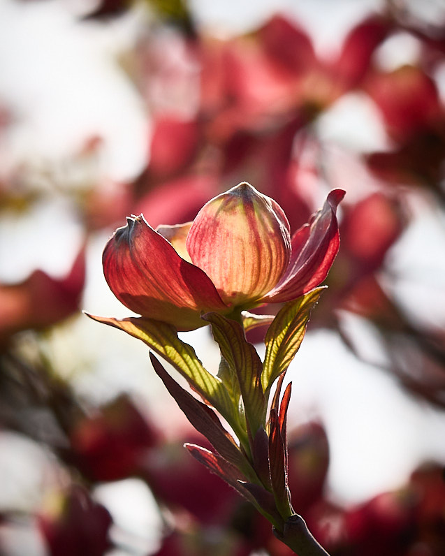CascableApp's tweet photo. Cascable team member pick: “I love how the early Spring light caught these petals.”
#Cascable #CascableApp #photography
#flowers #spring #macro #macrophotography
#light #sun https://t.co/HnC1clO5Ma