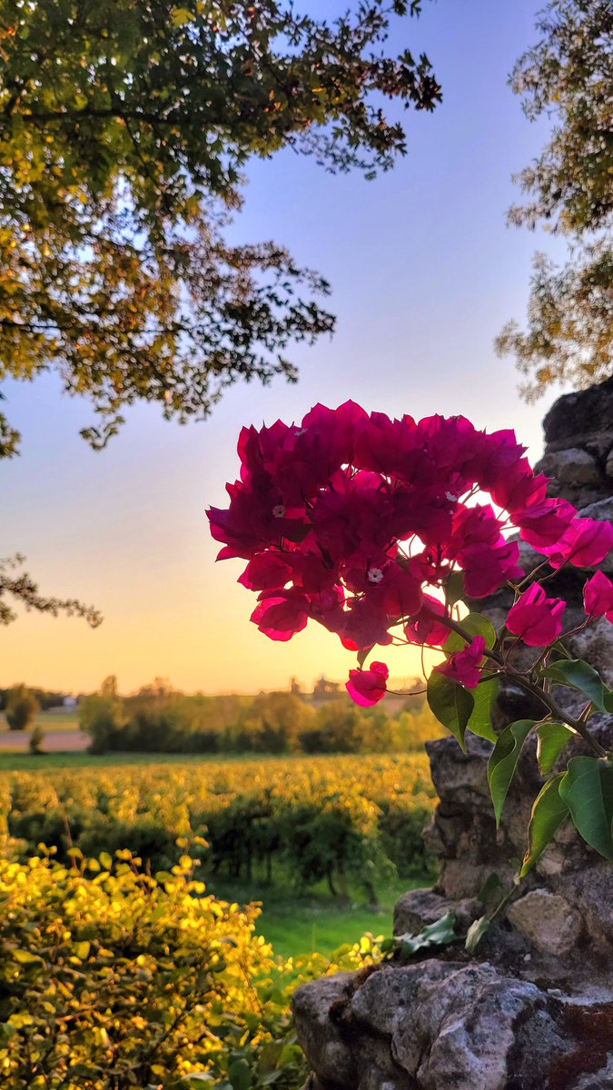 LeCourty's tweet photo. In the villa garden yesterday evening as the sun went down on another busy day's harvesting in the vines

#vineyardview #ruralretreat #ruralfrance #holidayfrance #holidayvilla #villawithpool #poitoucharentes #charentemaritime #sawdaystravel https://t.co/5GmuY8EWek