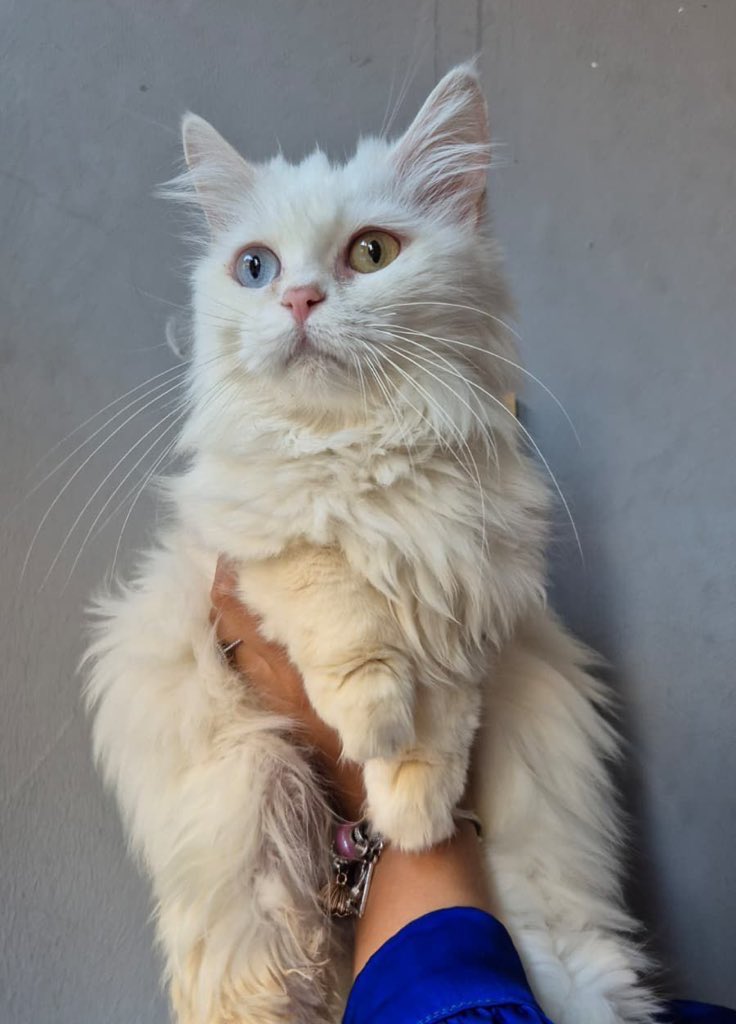 Üretimden kurtarıldı. Yuva aranıyor. Detaylar aşağıda.